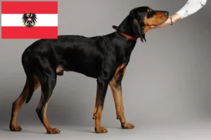 Lees meer over het artikel Black and Tan Coonhound fokkers en pups in Oostenrijk