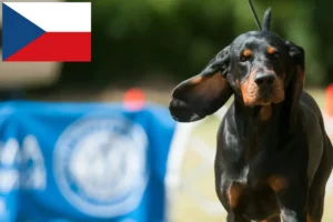 Lees meer over het artikel Black and Tan Coonhound fokkers en puppies in Tsjechië