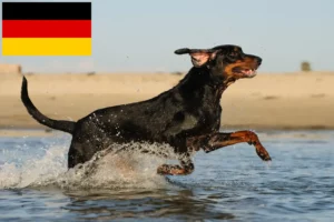 Lees meer over het artikel Black and Tan Coonhound fokkers en puppies in Duitsland
