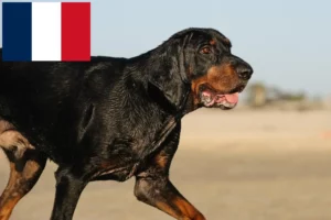 Lees meer over het artikel Black and Tan Coonhound fokkers en puppies in Frankrijk