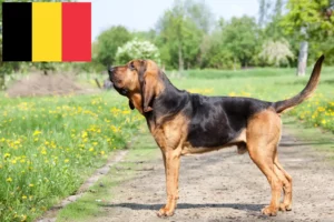 Lees meer over het artikel Bloedhondenfokkers en puppies in België