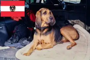Lees meer over het artikel Bloedhondenfokkers en puppies in Oostenrijk