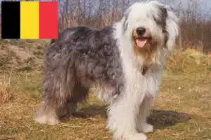 Lees meer over het artikel Bobtail fokkers en puppies in België