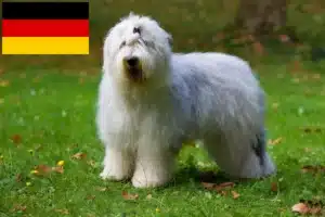 Lees meer over het artikel Bobtail fokkers en puppies in Duitsland