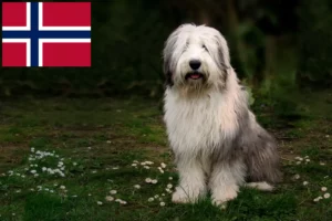 Lees meer over het artikel Bobtail fokkers en puppies in Noorwegen