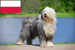 Lees meer over het artikel Bobtail fokkers en puppies in Polen