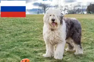 Lees meer over het artikel Bobtail fokkers en puppies in Rusland