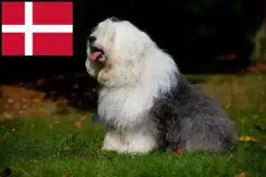 Lees meer over het artikel Bobtail fokkers en pups in Denemarken