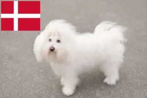 Lees meer over het artikel Bolognezer fokkers en pups in Denemarken