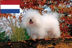 Lees meer over het artikel Bolognezer fokkers en pups in Nederland