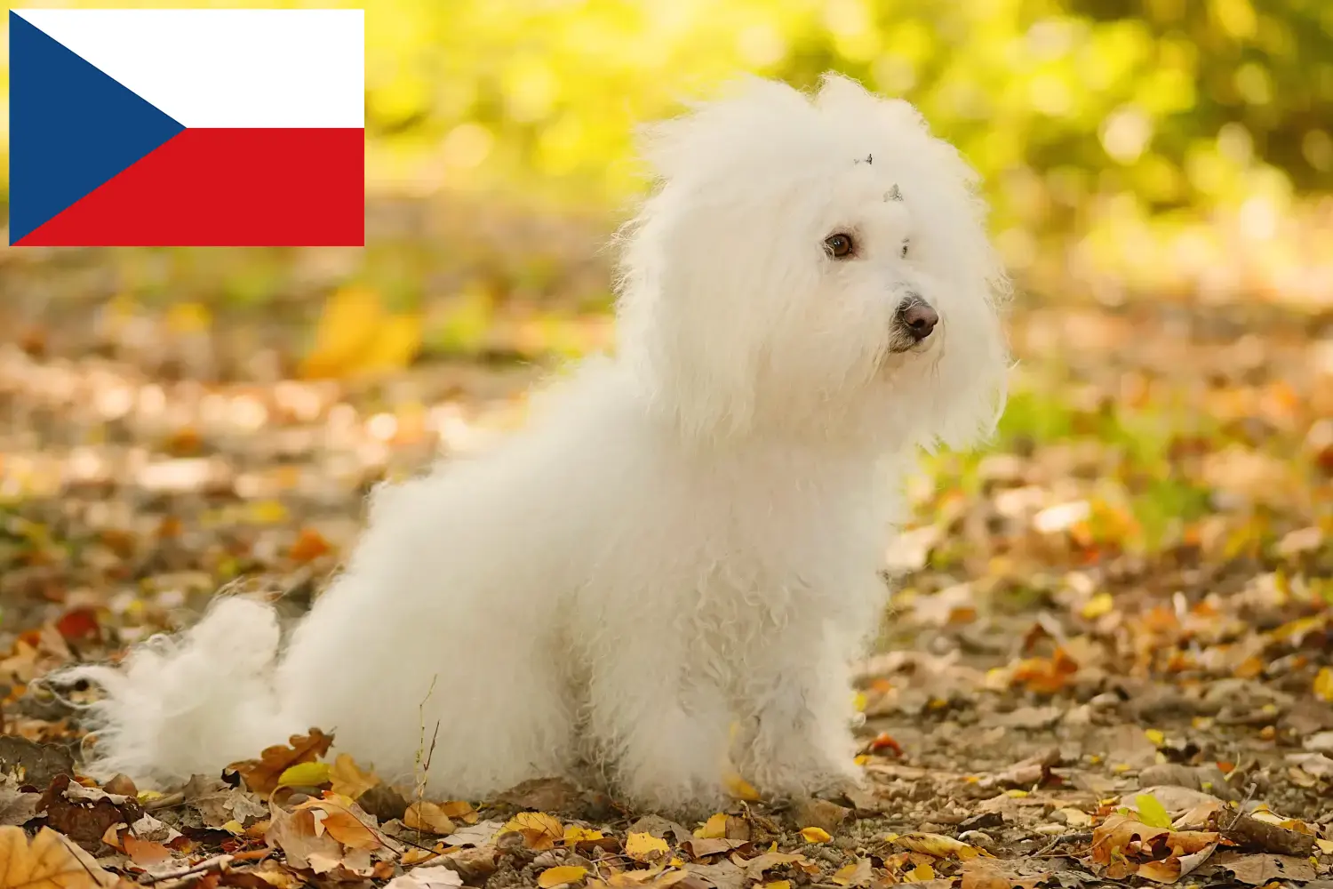 Bolognezers pups en fokkers Tsjechië Hier vind je Bolognezer fokkers in Tsjechië.