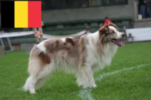 Lees meer over het artikel Border Collie fokkers en pups in België