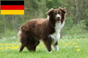 Lees meer over het artikel Border Collie fokkers en pups in Duitsland