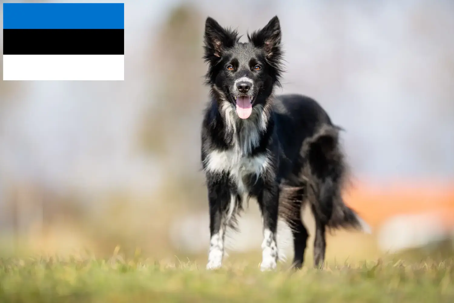 Border Collie puppies en fokkers Estland Zoek Border Collies fokkers in Estland.