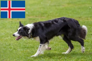 Lees meer over het artikel Border Collie fokkers en pups in IJsland