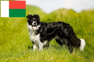 Lees meer over het artikel Border Collie fokkers en pups in Madagaskar