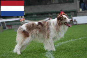 Lees meer over het artikel Border Collie fokkers en pups in Nederland