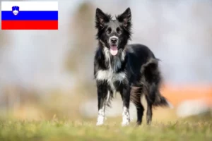Lees meer over het artikel Border Collie fokkers en pups in Slovenië