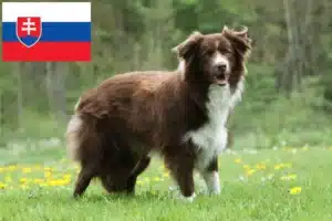 Lees meer over het artikel Border Collie fokkers en pups in Slowakije