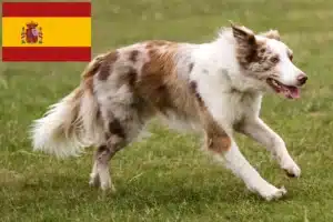 Lees meer over het artikel Border Collie fokkers en pups in Spanje