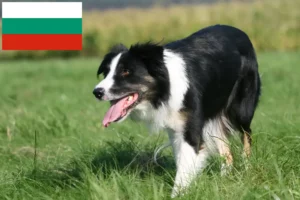 Lees meer over het artikel Border Collie fokkers en pups in Bulgarije