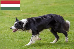 Lees meer over het artikel Border Collie fokkers en pups in Hongarije