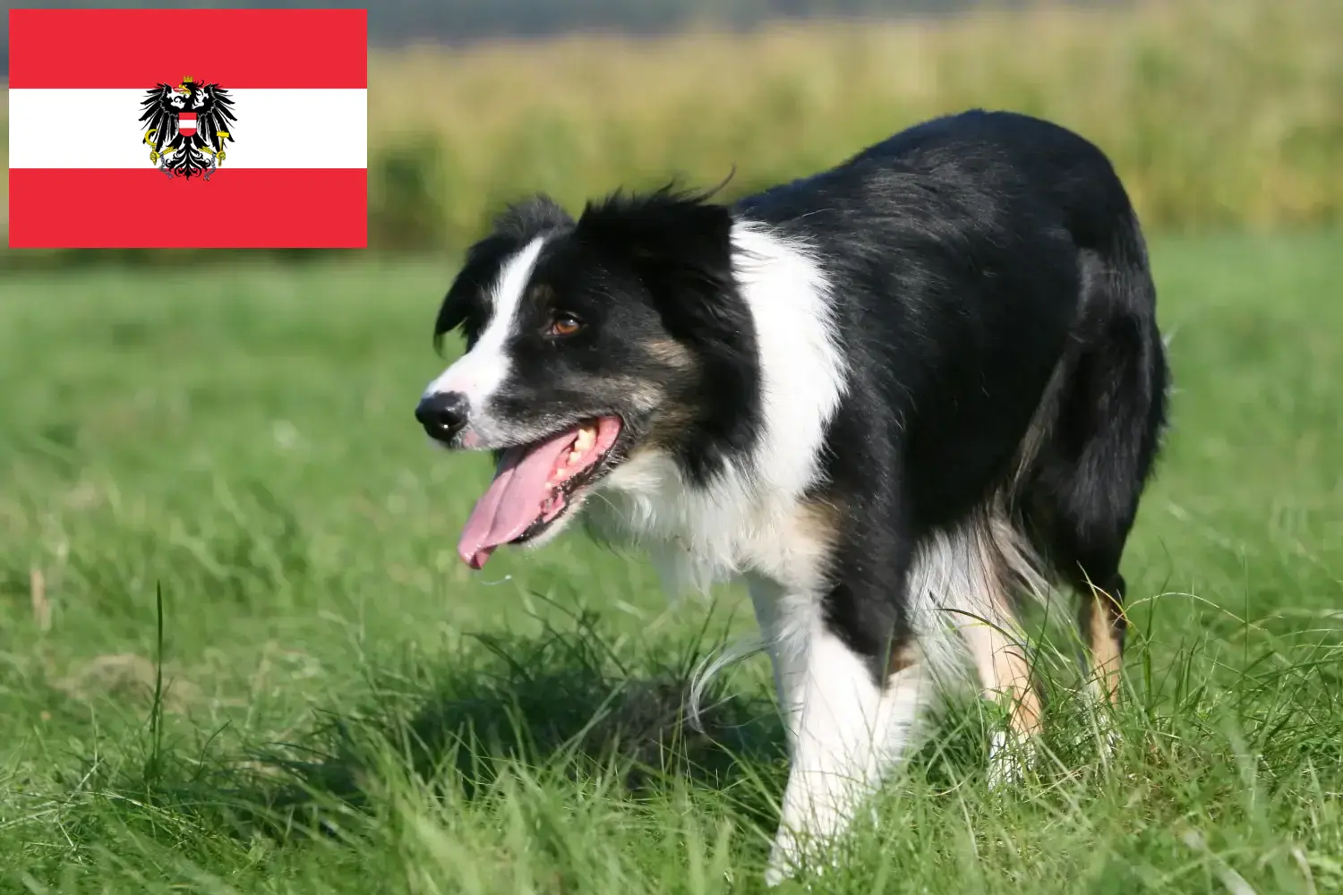 Lees meer over het artikel Border Collie fokkers en pups in Oostenrijk