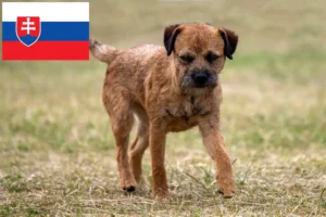 Lees meer over het artikel Border Terriër fokkers en pups in Slowakije