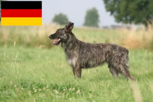 Lees meer over het artikel Bouvier des Ardennes fokkers en pups in Duitsland