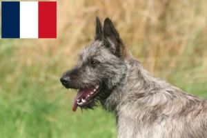 Lees meer over het artikel Bouvier des Ardennes fokkers en pups in Frankrijk