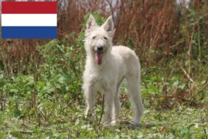 Lees meer over het artikel Bouvier des Ardennes fokkers en pups in Nederland
