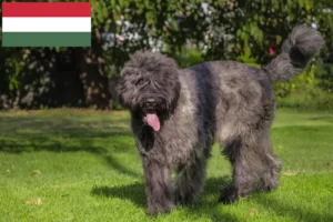Lees meer over het artikel Bouvier des Flandres fokkers en pups in Hongarije