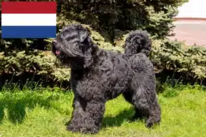 Lees meer over het artikel Bouvier des Flandres fokkers en pups in Nederland