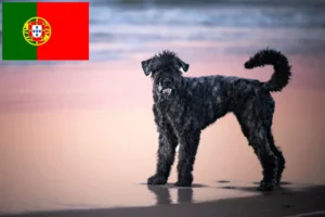 Lees meer over het artikel Bouvier des Flandres fokkers en pups in Portugal