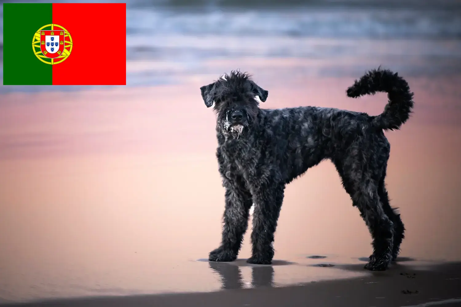 Lees meer over het artikel Bouvier des Flandres fokkers en pups in Portugal