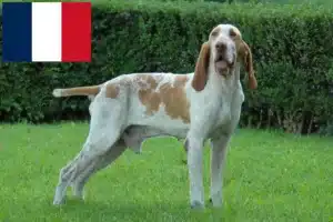 Lees meer over het artikel Bracco Italiano fokkers en pups in Frankrijk