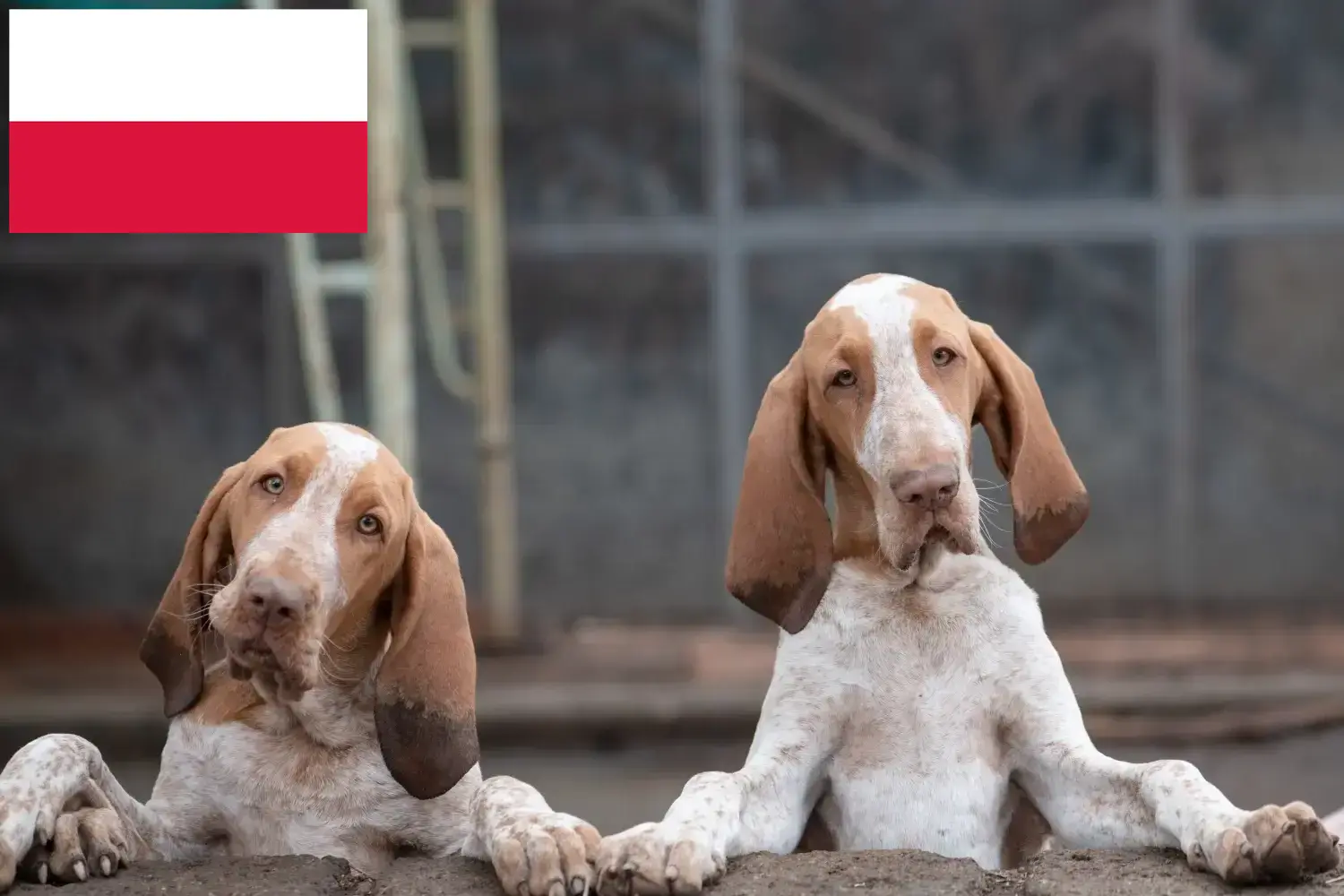 Bracco Italiano pups en fokkers Polen Hier vind je Bracco Italianos fokkers in Polen.