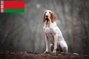 Lees meer over het artikel Bracco Italiano fokkers en pups in Wit-Rusland