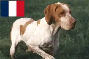 Lees meer over het artikel Braque de l’Ariège fokkers en puppies in Frankrijk