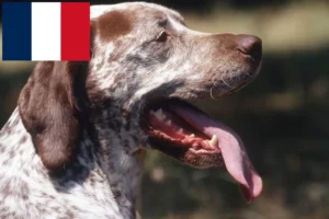 Lees meer over het artikel Braque du Bourbonnais fokkers en puppies in Frankrijk