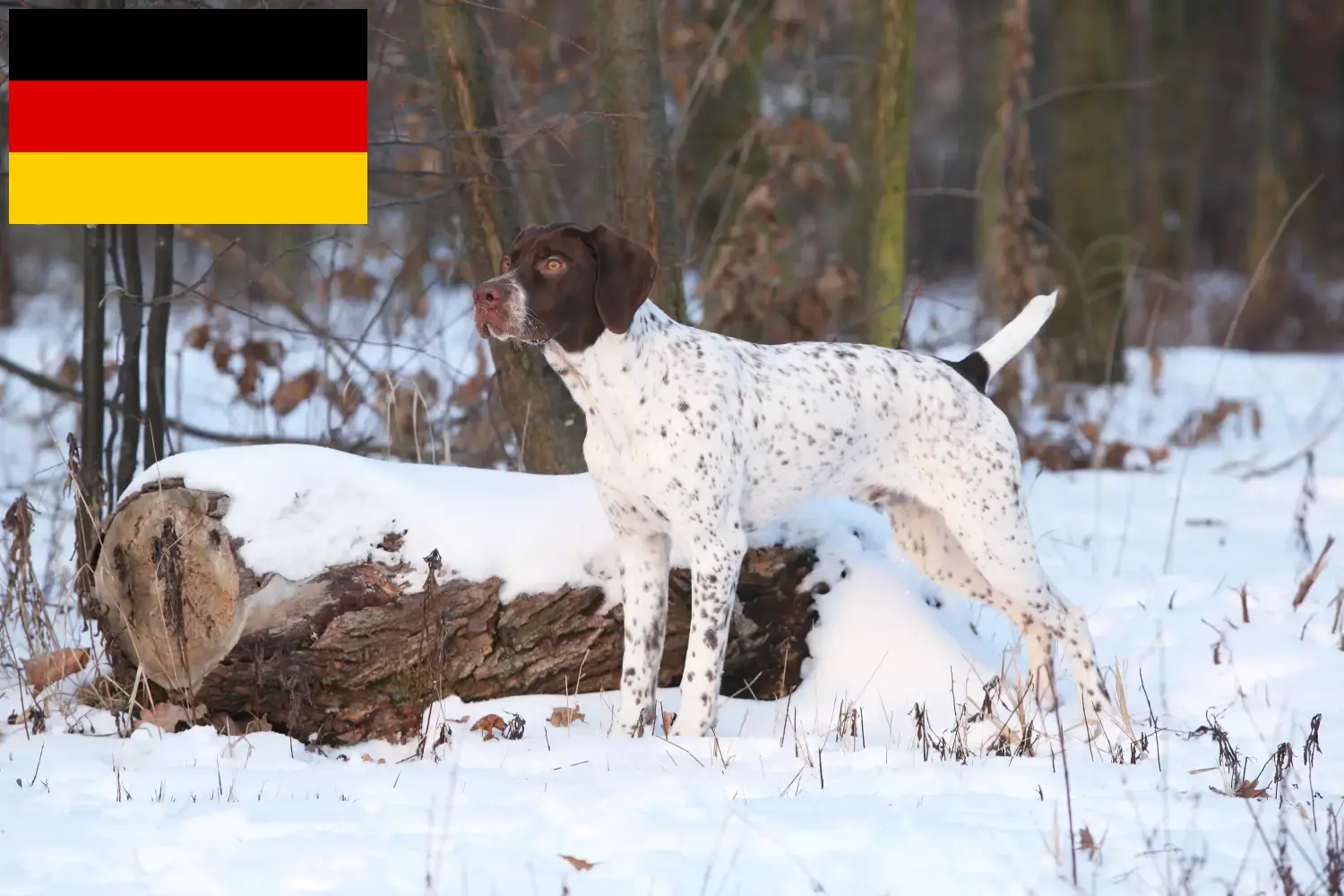 Lees meer over het artikel Braque français type Pyrénées fokkers en puppies in Duitsland