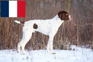 Lees meer over het artikel Braque français type Pyrénées fokkers en puppies in Frankrijk