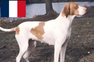 Lees meer over het artikel Braque Saint-Germain fokkers en pups in Frankrijk