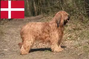 Lees meer over het artikel Briard fokkers en pups in Denemarken