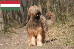 Lees meer over het artikel Briard fokkers en pups in Hongarije
