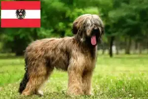 Lees meer over het artikel Briard fokkers en pups in Oostenrijk