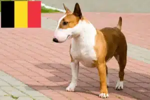 Lees meer over het artikel Bull Terrier fokkers en puppies in België
