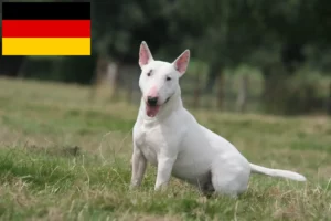 Lees meer over het artikel Bull Terrier fokkers en puppies in Duitsland