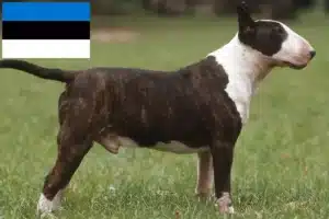 Lees meer over het artikel Bull Terrier fokkers en pups in Estland