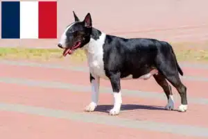 Lees meer over het artikel Bull Terrier fokkers en puppies in Frankrijk